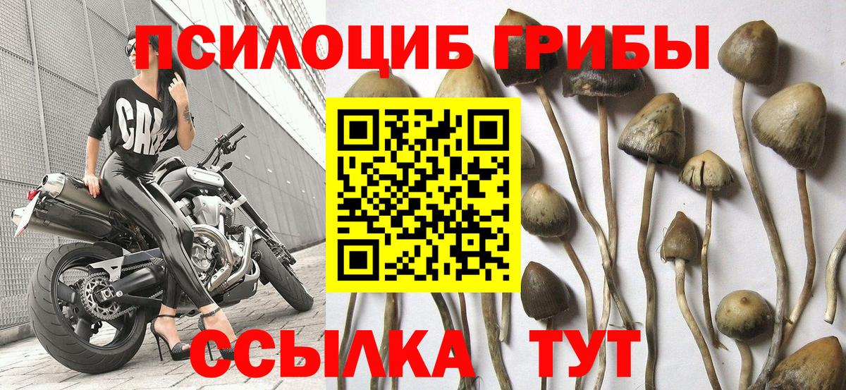 Галлюциногенные грибы Psilocybe Ржев